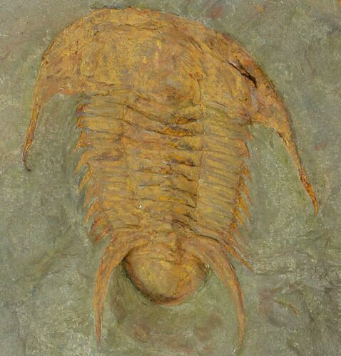 Unusual Myopsolenites Cambrian Trilobite - Tinjdad, Morocco #130393